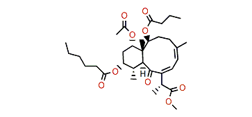 Briareolate ester J